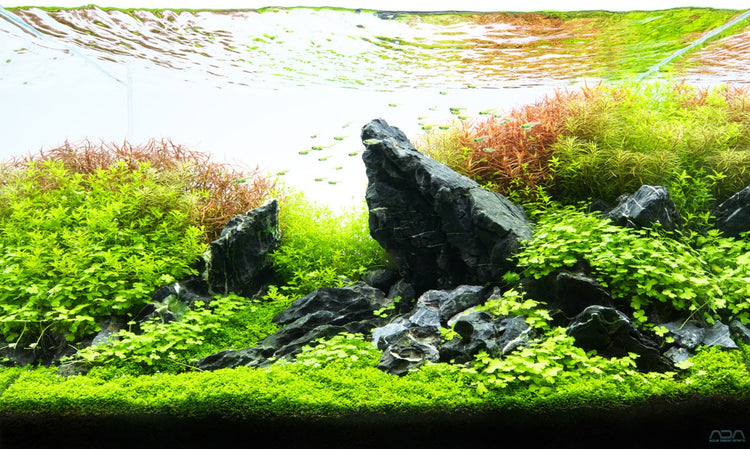 Live Plants