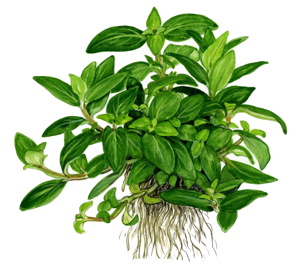 Staurogyne Repens - Aquatic Plants - 1-2-Grow Plants