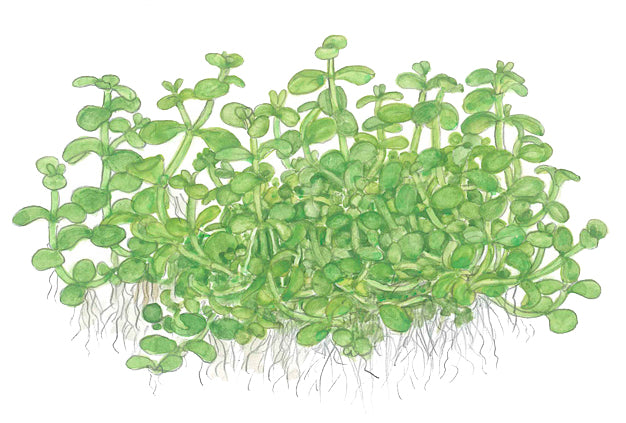 Monte Carlo Plant - Aquatic Ground Cover - 1-2-Grow Plants