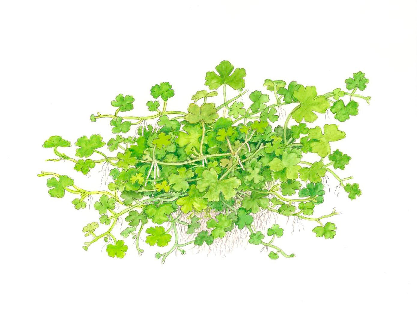 Hydrocotyle tripartita - 1-2-Grow - Aquarium Ground Cover