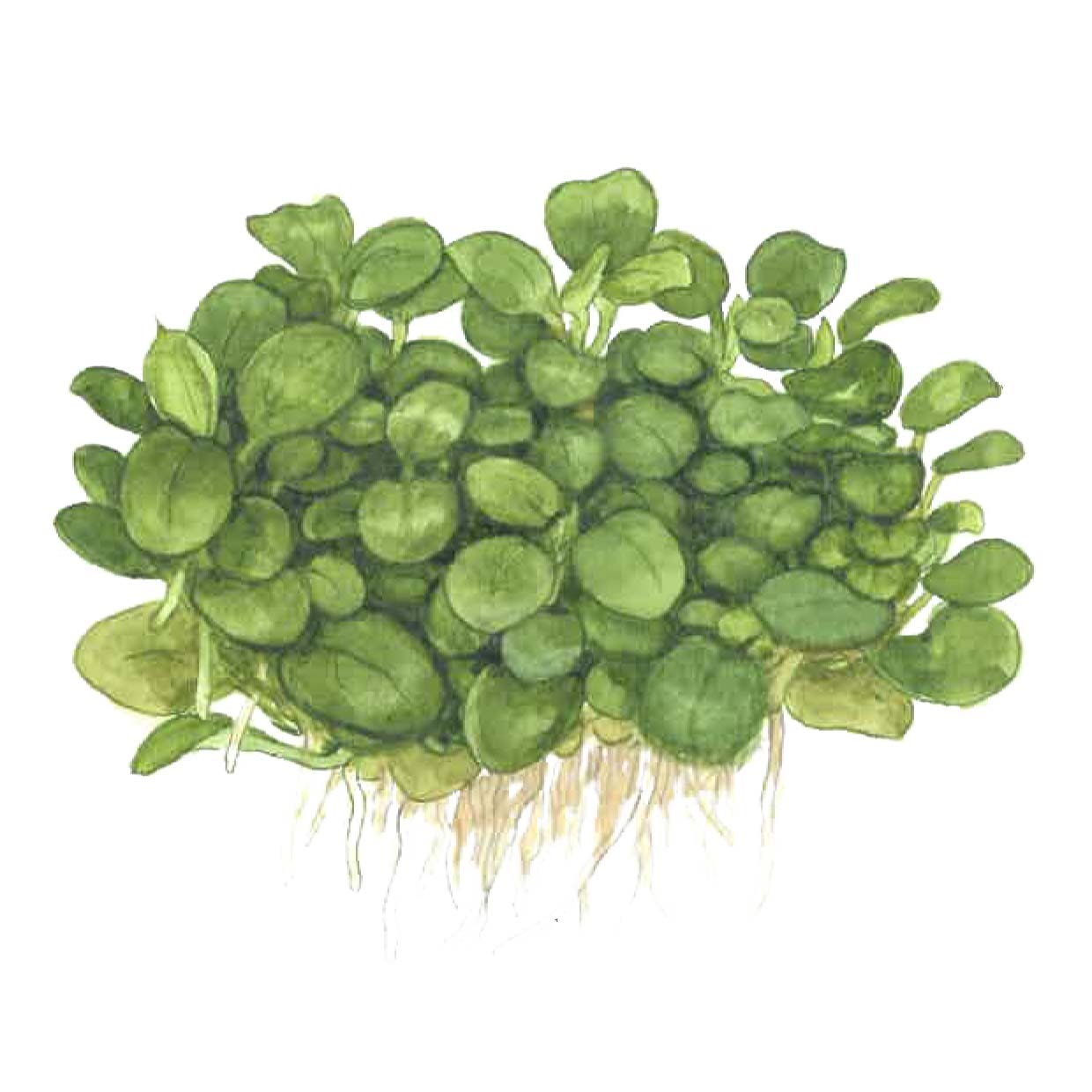 Anubias barteri 'Mini Coin' 1-2-Grow