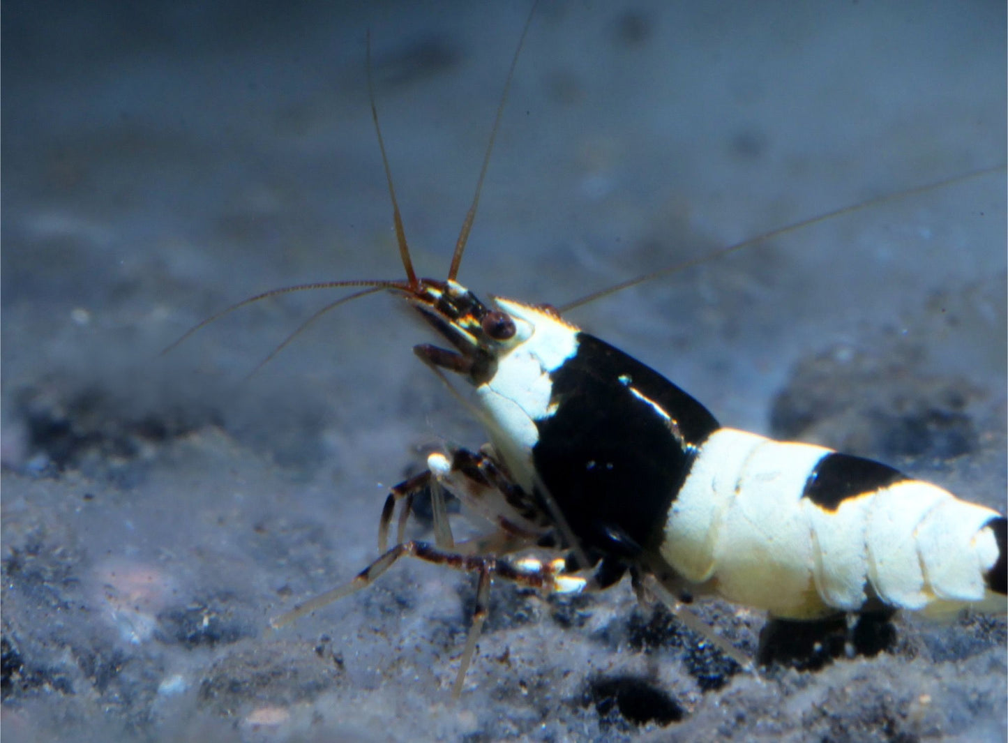 Crystal Black Shrimp - Freshwater Shrimp - Shrimp for Aquariums