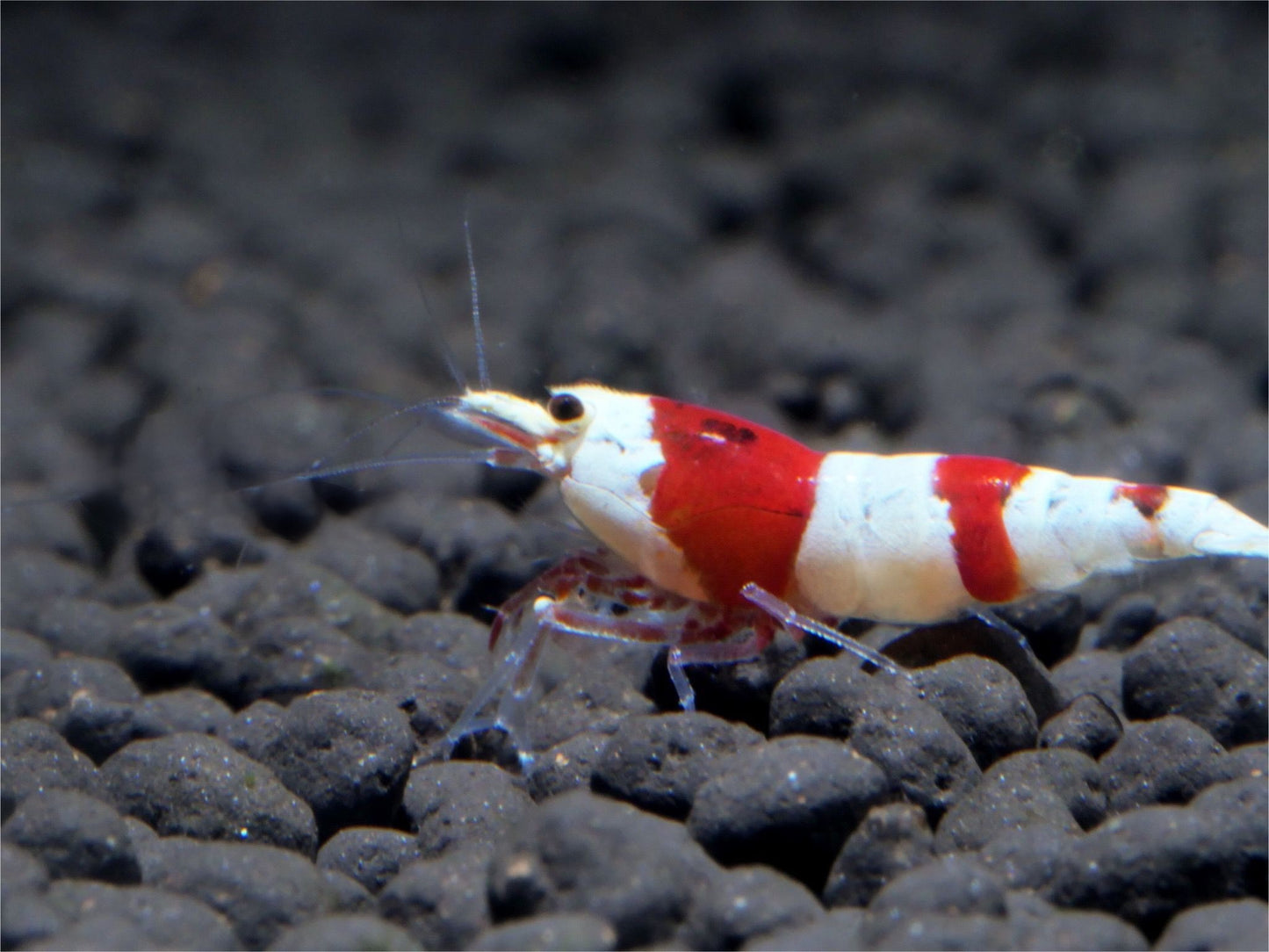 Crystal Red Shrimp - Freshwater Shrimp - Shrimp for Aquariums