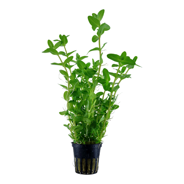 Bacopa caroliniana potted