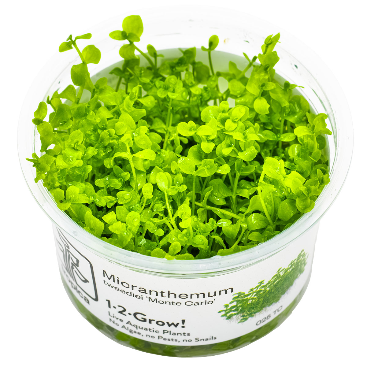 Monte Carlo Plant - Aquatic Ground Cover - 1-2-Grow Plants