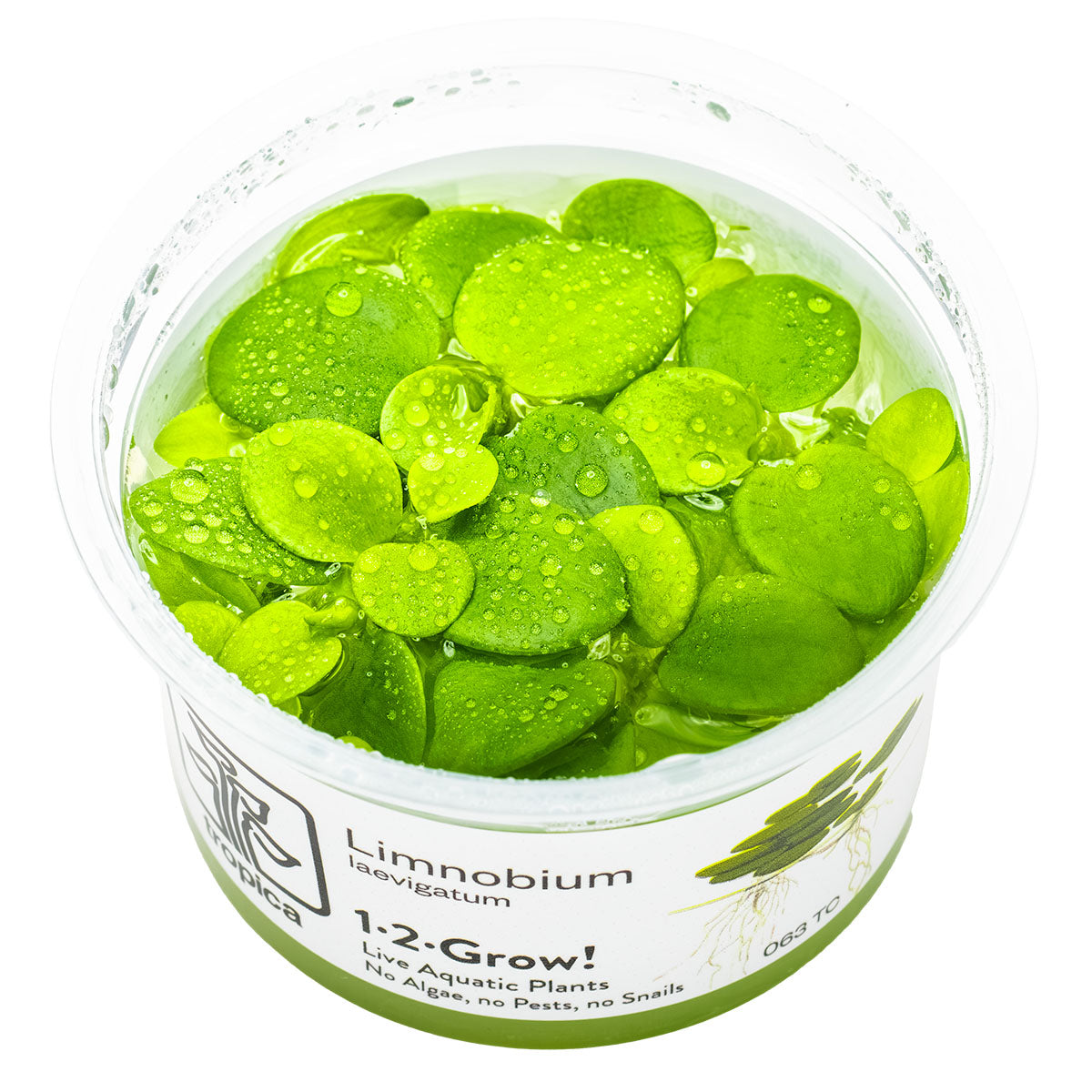 Limnobium laevigatum - Floating Plants - 1-2-Grow Plants
