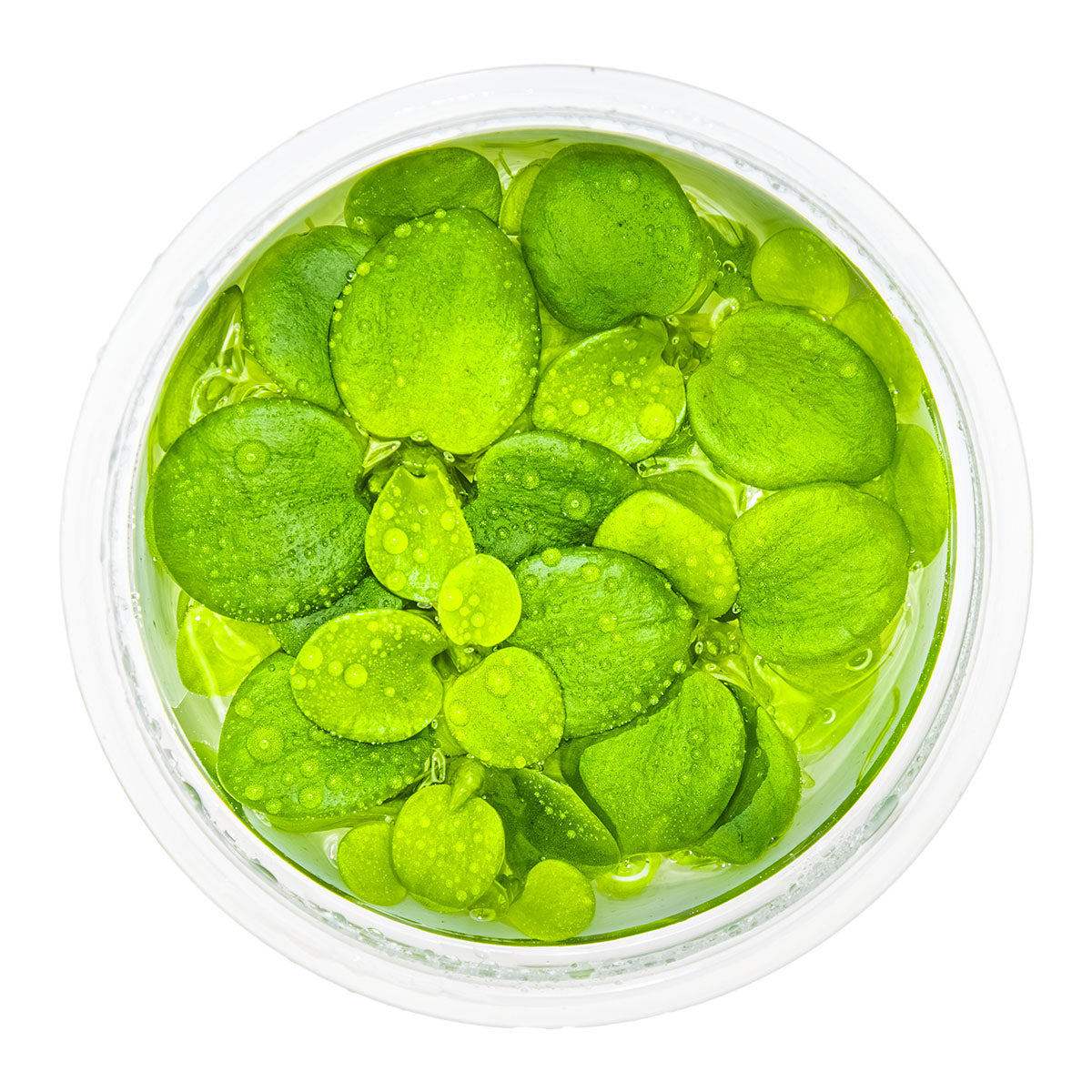 Limnobium laevigatum - Floating Plants - 1-2-Grow Plants