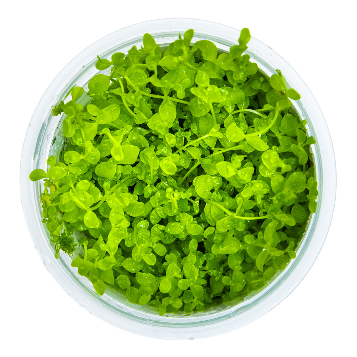Monte Carlo Plant - Aquatic Ground Cover - 1-2-Grow Plants