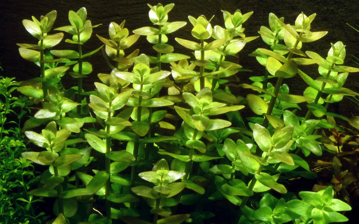Bacopa caroliniana potted