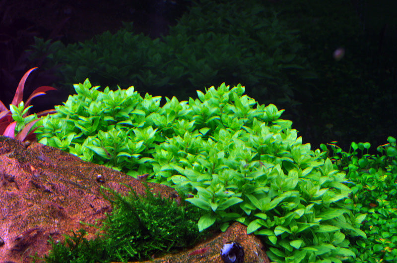 Staurogyne Repens - Aquatic Plants - 1-2-Grow Plants
