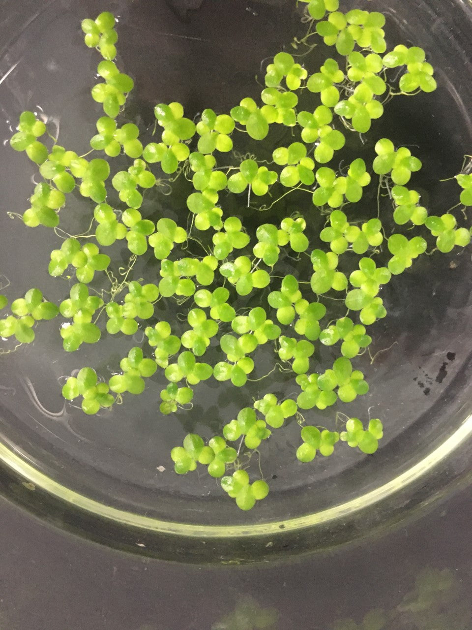 Duckweed