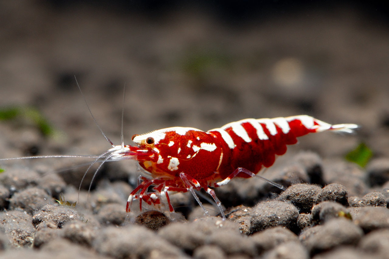 Red Pinto Galaxy - Shrimp Variety - Freshwater Shrimp