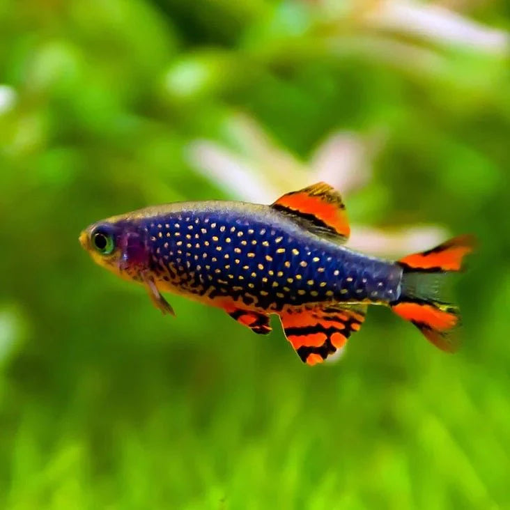 Galaxy Rasbora (Celestial Pearl Danio) CPD
