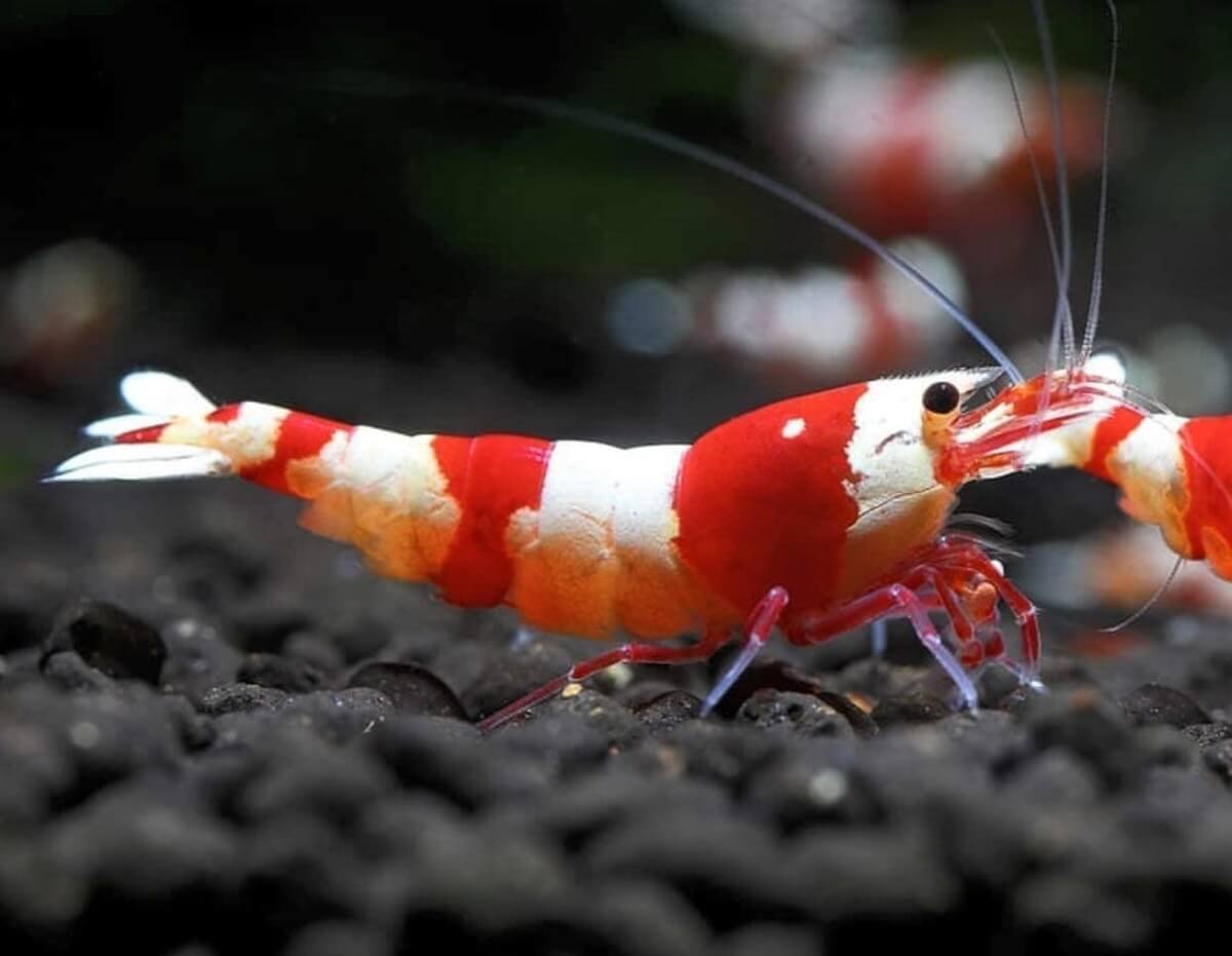 Crystal Red Shrimp - Freshwater Shrimp - Shrimp for Aquariums