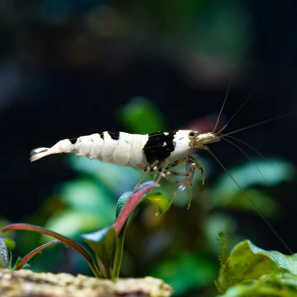 Crystal Black Shrimp - Freshwater Shrimp - Shrimp for Aquariums