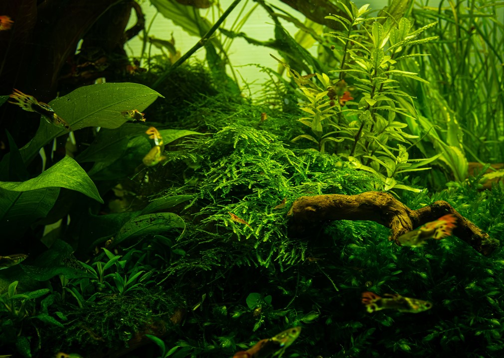 Taxiphyllum alternans 'Taiwan Moss' 1-2-Grow