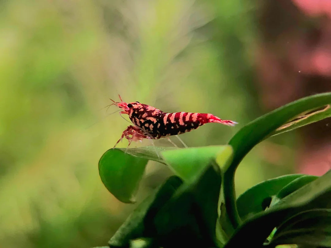Red Pinto Galaxy - Shrimp Variety - Freshwater Shrimp