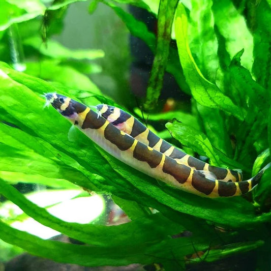 Kuhli Loach