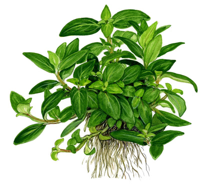 Staurogyne Repens - Aquatic Plants - 1-2-Grow Plants