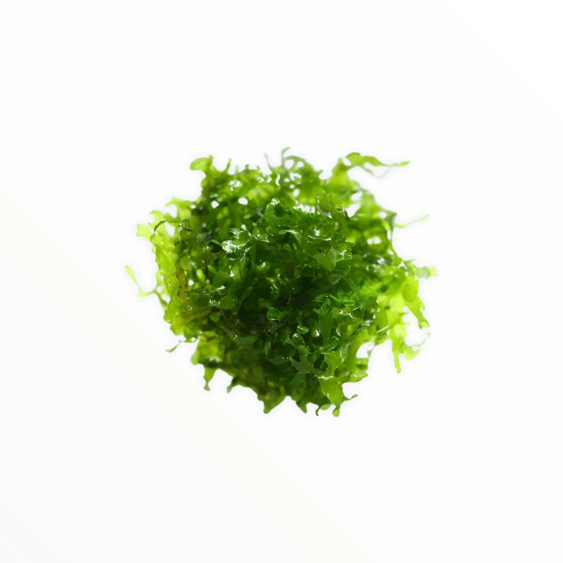 Subwassertang - Aquatic Plants - Freshwater Plants