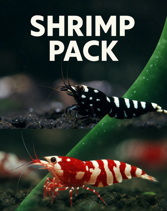 Pinto Galaxy Pack