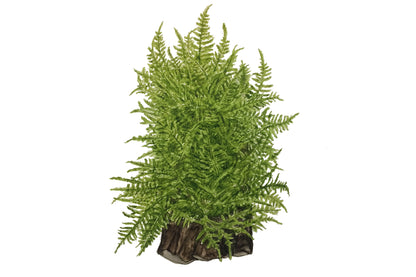 Taxiphyllum alternans 'Taiwan Moss' 1-2-Grow