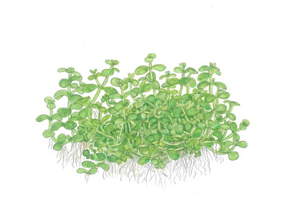 Micranthemum tweediei 'Monte Carlo' potted