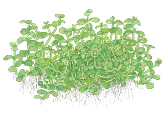 Monte Carlo Plant - Aquatic Ground Cover - 1-2-Grow Plants