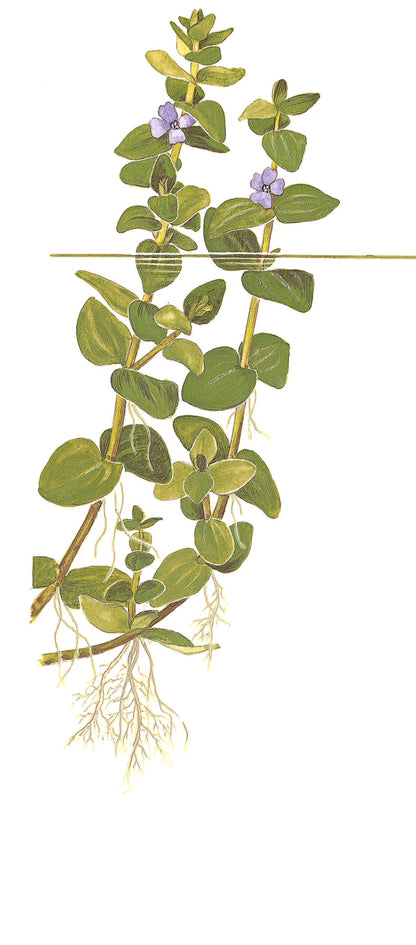  Bacopa caroliniana - Lemon Bacopa - Aquarium Stem Plant