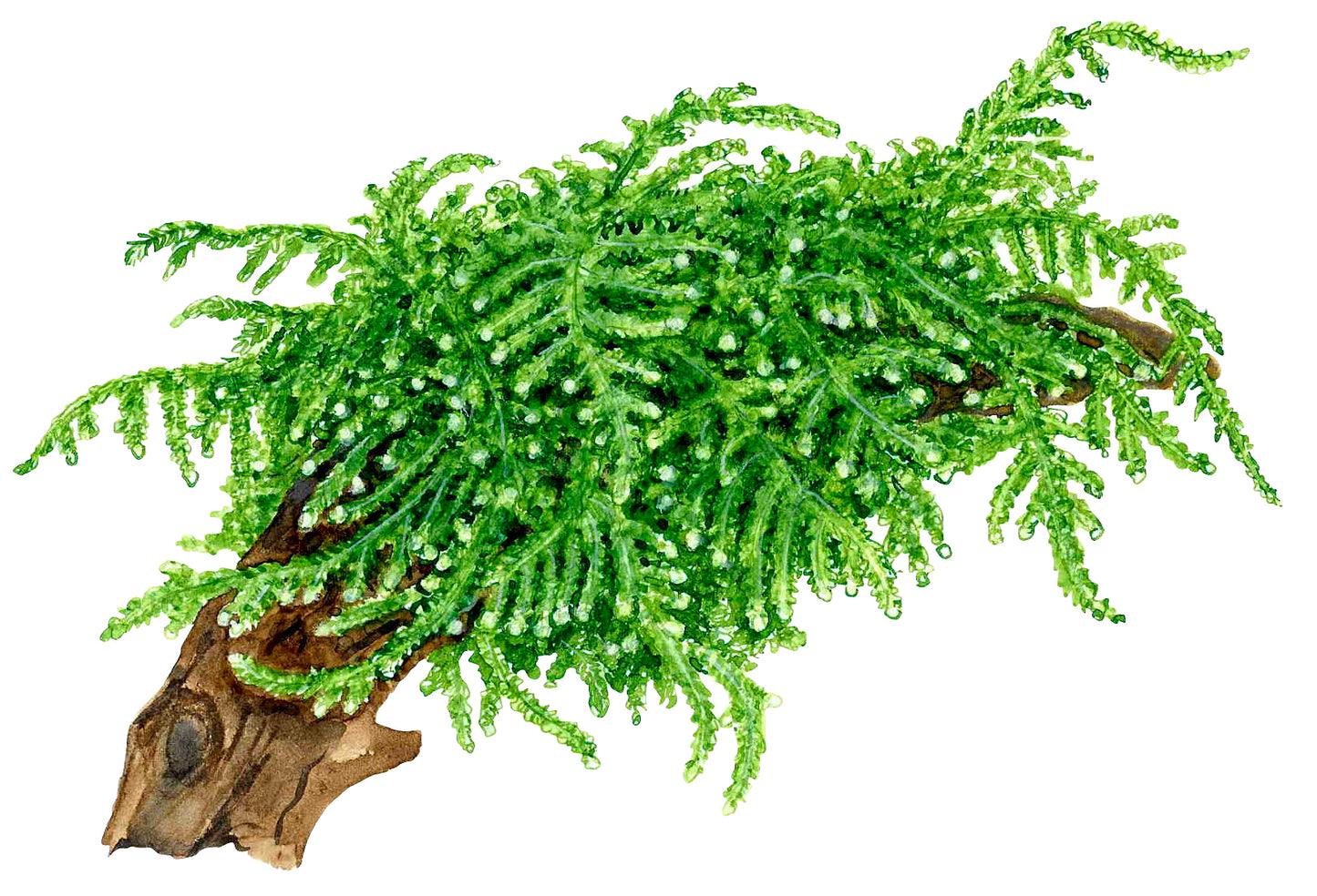 Weeping Moss - Vesicularia ferriei - 1-2-Grow