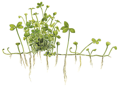 Marsilea hirsuta - 1-2-Grow - Aquarium Ground Cover