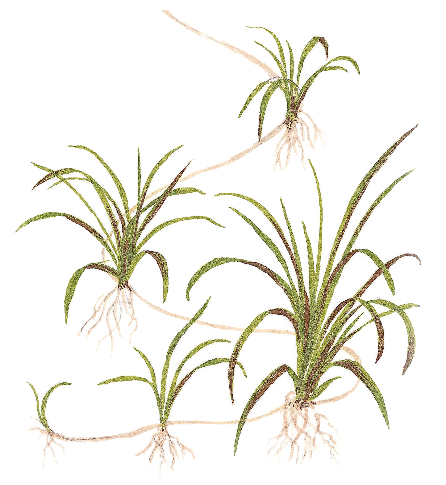 Helanthium tenellum 'Green' 1-2-Grow