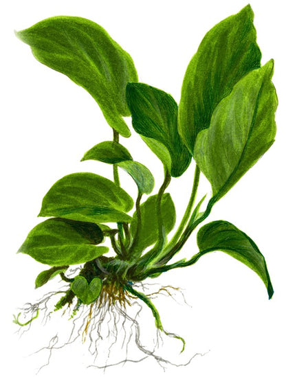 Anubias barteri var. caladiifolia potted