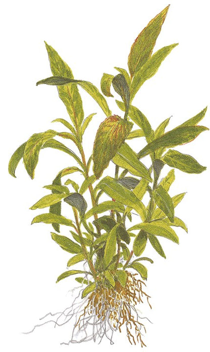 Hygrophila corymbosa 'Siamensis' potted
