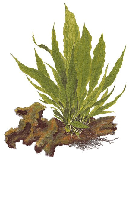 Microsorum pteropus 'Java fern' potted