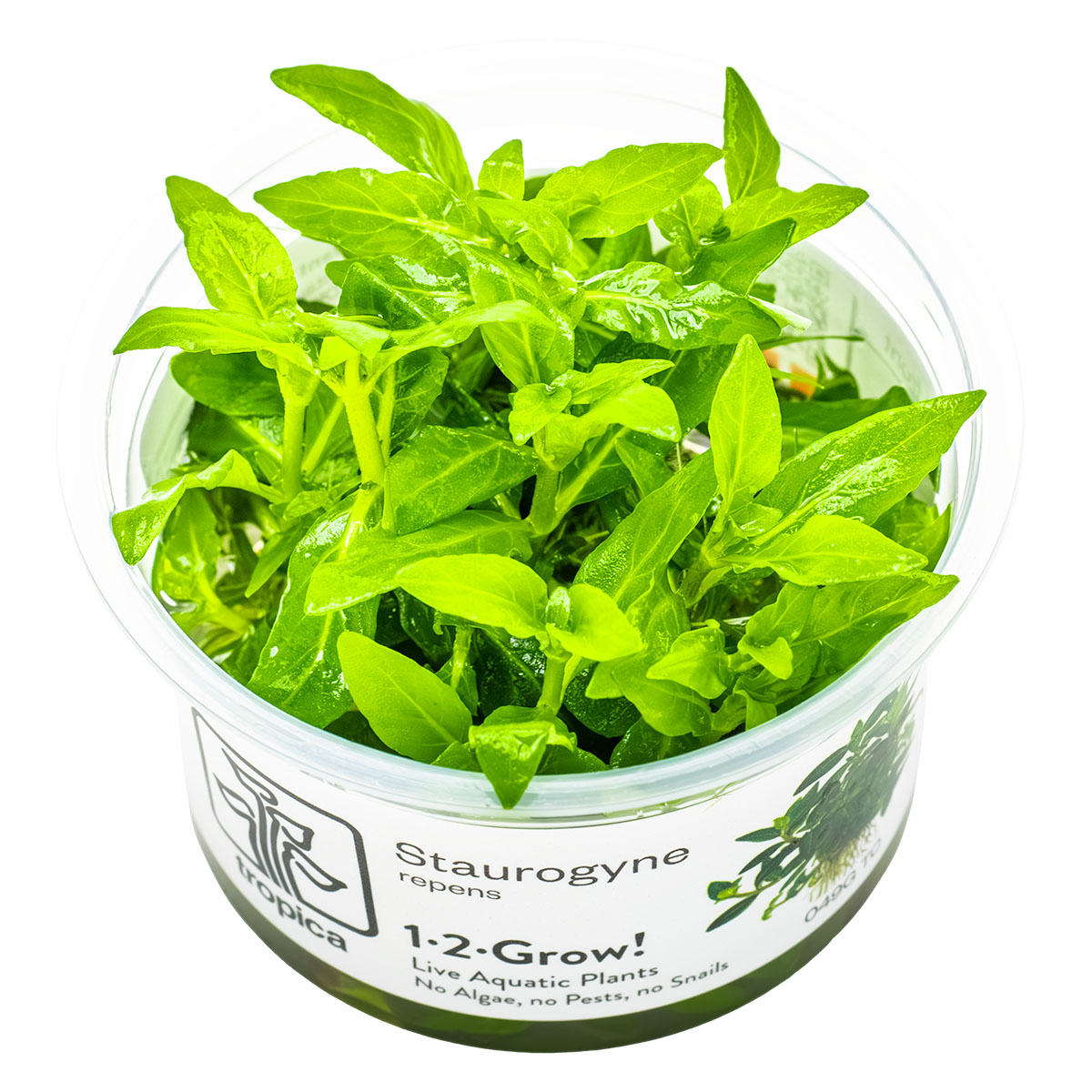 Staurogyne Repens - Aquatic Plants - 1-2-Grow Plants