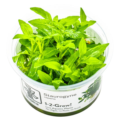 Staurogyne Repens - Aquatic Plants - 1-2-Grow Plants