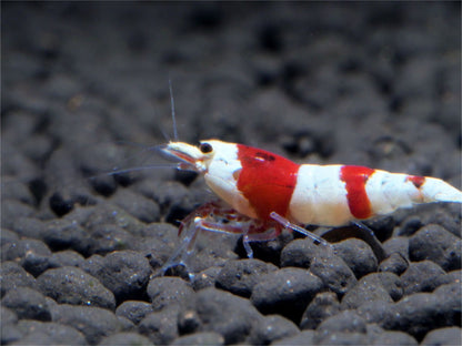 Crystal Red Shrimp - Freshwater Shrimp - Shrimp for Aquariums