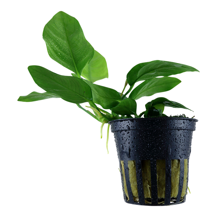 Anubias Barteri var. nana potted