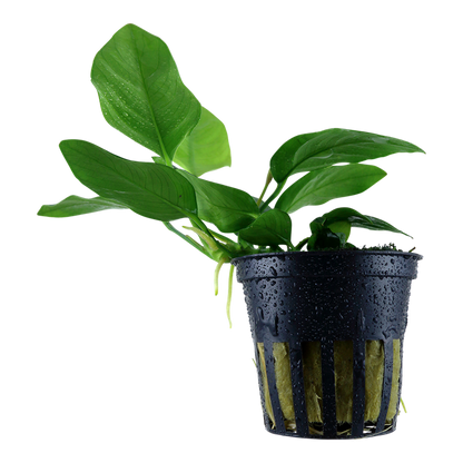 Anubias Barteri var. nana potted