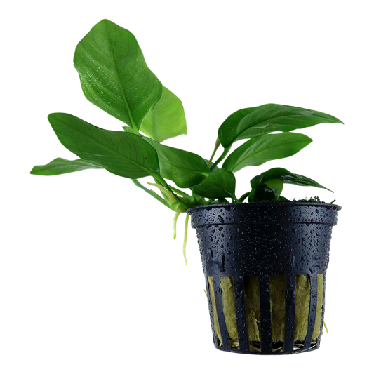 Anubias Barteri var. nana potted