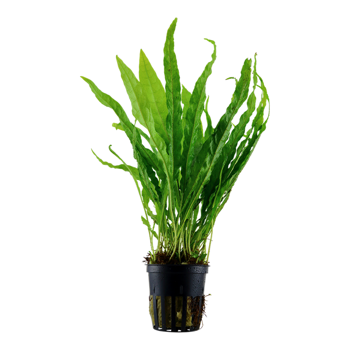 Microsorum pteropus 'Java fern' potted