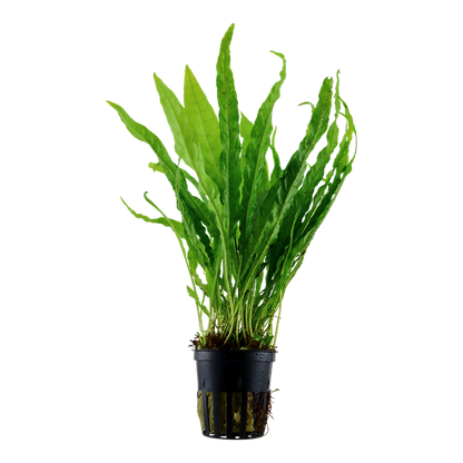 Microsorum pteropus 'Java fern' potted