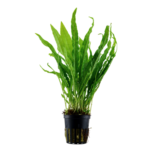 Microsorum pteropus 'Java fern' potted