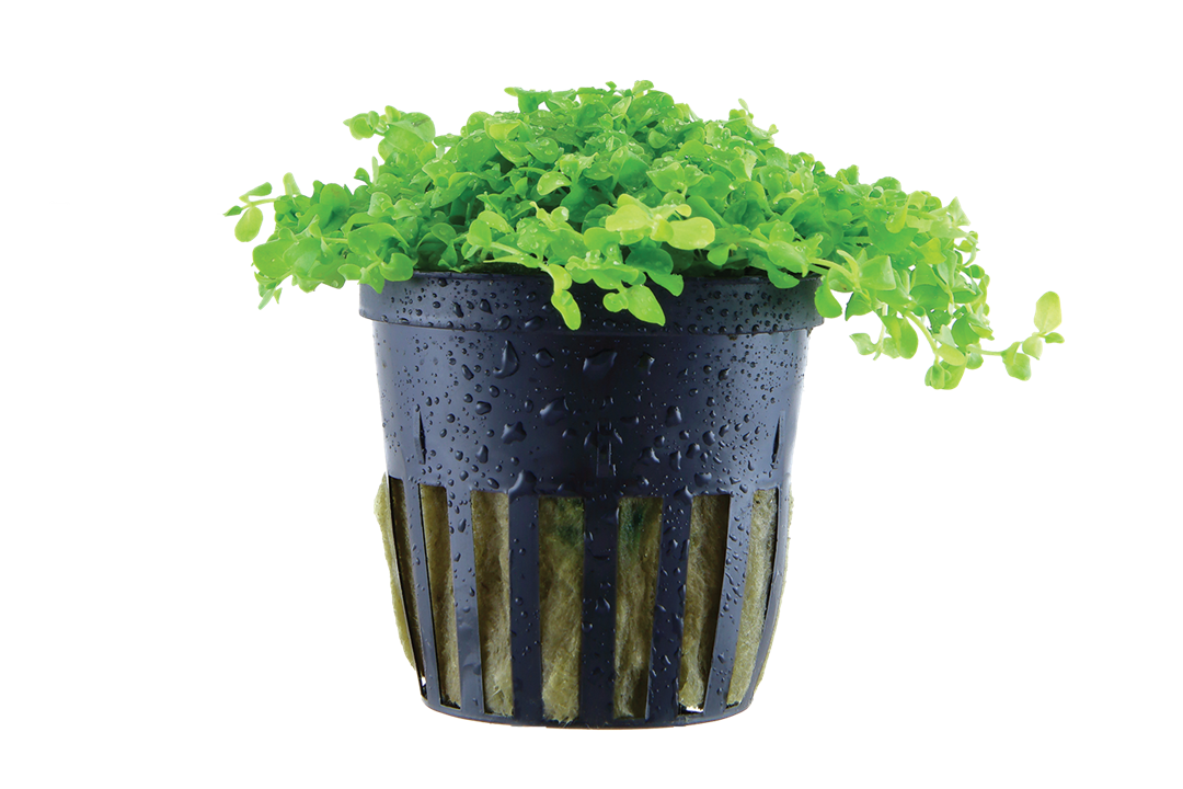 Micranthemum tweediei 'Monte Carlo' potted