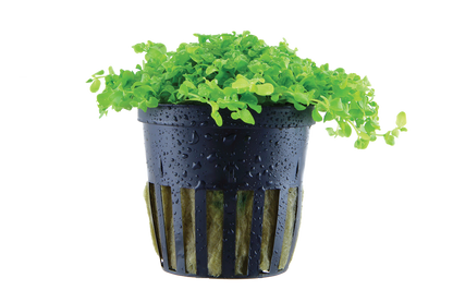 Micranthemum tweediei 'Monte Carlo' potted