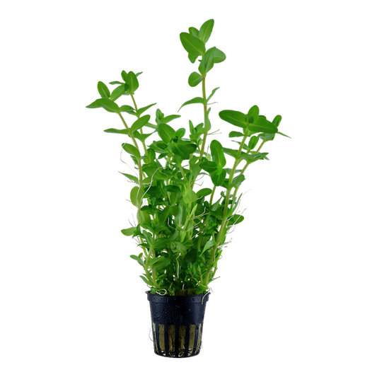 Bacopa caroliniana potted