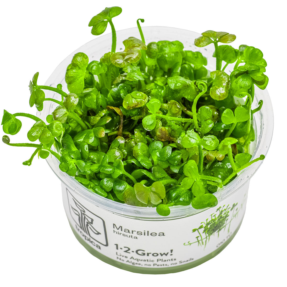 Marsilea hirsuta - 1-2-Grow - Aquarium Ground Cover