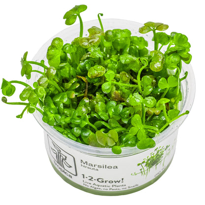 Marsilea hirsuta - 1-2-Grow - Aquarium Ground Cover