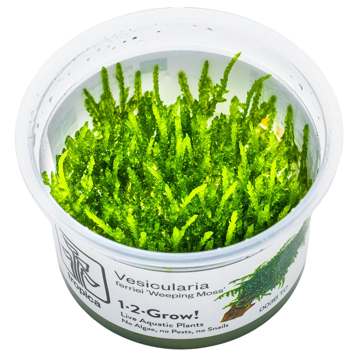 Weeping Moss - Vesicularia ferriei - 1-2-Grow